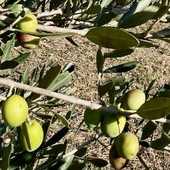 Oliveti Giachino: l’eccellenza dell’olio tra le colline torinesi Oliveti Giachino: l’eccellenza dell’olio tra le colline torinesi