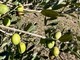 Oliveti Giachino: l’eccellenza dell’olio tra le colline torinesi Oliveti Giachino: l’eccellenza dell’olio tra le colline torinesi