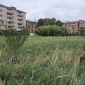 Il Bosco urbano partecipato di Pinerolo ora diventa un’eredità Il Bosco urbano partecipato di Pinerolo ora diventa un’eredità