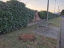 “Sono malate”, via le piante davanti al cimitero di Cavour