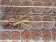 Le caramelle gelée alla Tonda di Costigliole: la dolce novità che ha conquistato la Sagra a luglio Le caramelle gelée alla Tonda di Costigliole: la dolce novità che ha conquistato la Sagra a luglio