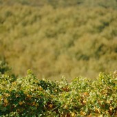 Filiera corta in Piemonte: cooperazione, filiere e un territorio da raccontare