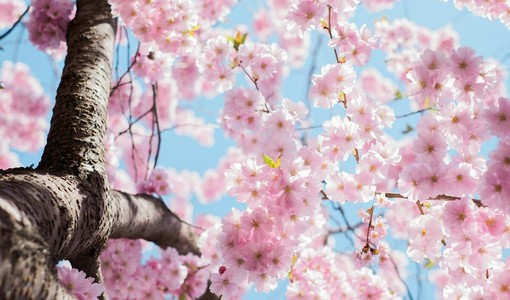 Arno Smit- tramite Unsplash