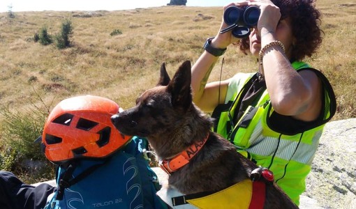 Alaska, il cane che ritrovò un anziano disperso, tra rovi e ortiche Alaska, il cane che ritrovò un anziano disperso, tra rovi e ortiche