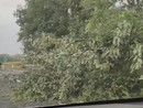 La pianta si è abbattuta sulla carreggiata in direzione del capoluogo