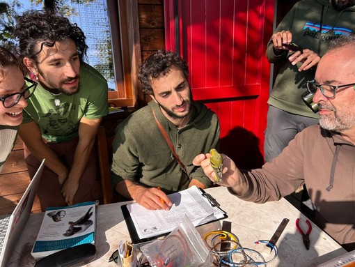 Gli inanellatori sono tornati al Colle Vaccera: oltre 20mila uccelli monitorati