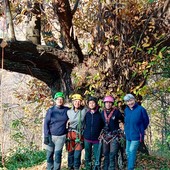 Il castagno monumentale