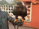 Il rapace ritrovato a Roletto