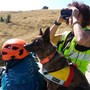 Alaska, il cane che ritrovò un anziano disperso, tra rovi e ortiche