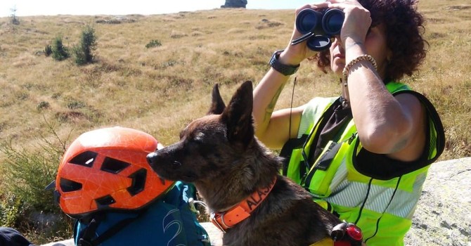 Alaska, il cane che ritrovò un anziano disperso, tra rovi e ortiche Alaska, il cane che ritrovò un anziano disperso, tra rovi e ortiche
