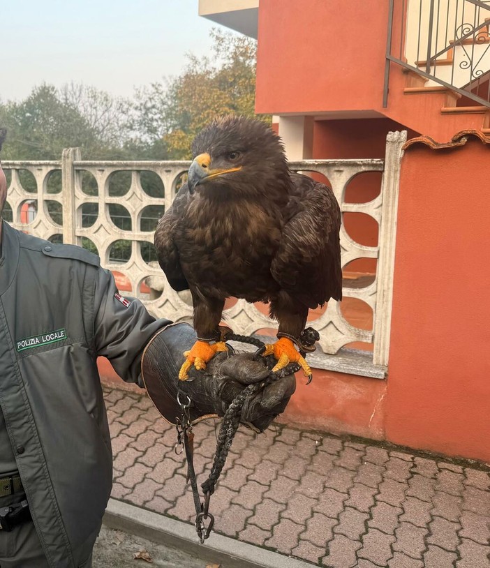 Il rapace ritrovato a Roletto