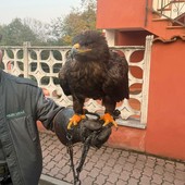 Il rapace ritrovato a Roletto Il rapace ritrovato a Roletto