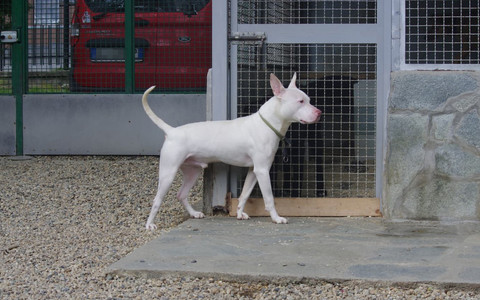 Demon al Canile di Bibiana