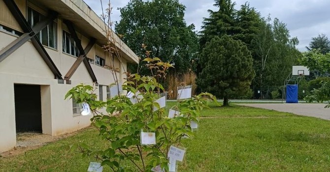 Un corniolo bianco per ricordare Lorenzo Notario nel primo anniversario della scomparsa