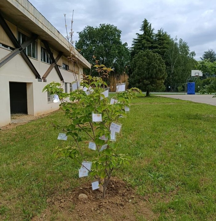Un corniolo bianco per ricordare Lorenzo Notario nel primo anniversario della scomparsa