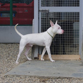 Demon al Canile di Bibiana