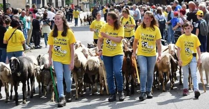 Vent’anni di Poujà: da stasera Bobbio Pellice celebra la salita agli alpeggi