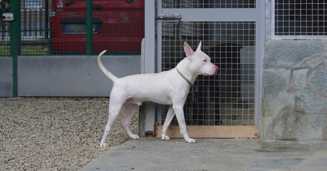 Demon al Canile di Bibiana