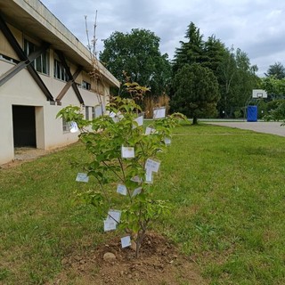 Un corniolo bianco per ricordare Lorenzo Notario nel primo anniversario della scomparsa