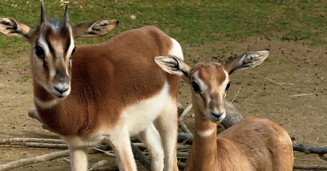 Due piccole gazzelle di Mhorr vivono nella savana di Cumiana [VIDEO]
