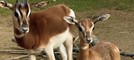 Due piccole gazzelle di Mhorr vivono nella savana di Cumiana [VIDEO]