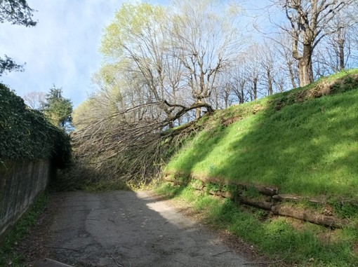 La pianta che blocca la strada del cimitero