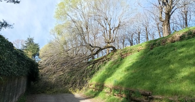 La pianta che blocca la strada del cimitero