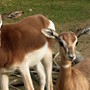 Due piccole gazzelle di Mhorr vivono nella savana di Cumiana [VIDEO]