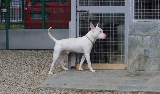 Demon al Canile di Bibiana