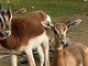 Due piccole gazzelle di Mhorr vivono nella savana di Cumiana [VIDEO]