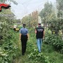 Pinerolese, controlli nelle aziende agricole