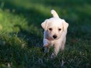 Cani e benessere: a Luserna San Giovanni un evento per la salute animale e la solidarietà