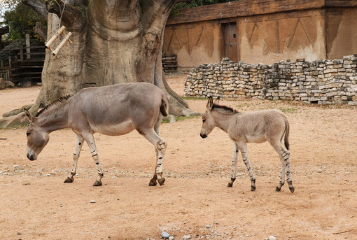 Zoom festeggia la nascita di un piccolo di Asino Somalo [VIDEO]