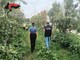 Pinerolese, controlli nelle aziende agricole