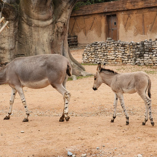 Zoom festeggia la nascita di un piccolo di Asino Somalo [VIDEO]