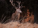 In Val Pellice i cacciatori accompagnano all’ascolto del bramito del ‘Re del bosco’