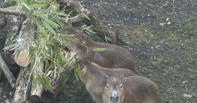 Le tre sorelle capibara