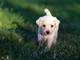 Cani e benessere: a Luserna San Giovanni un evento per la salute animale e la solidarietà