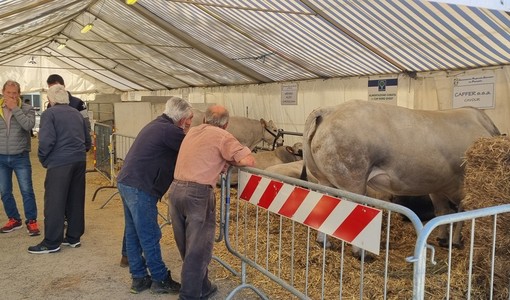 Cavour Carne cambia pelle e si trasforma in ‘Terre e Cibo’ Cavour Carne cambia pelle e si trasforma in ‘Terre e Cibo’