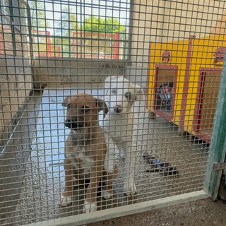 Diamoci una zampa, ma anche una mano: l’impronta sociale del Canile di Cavour