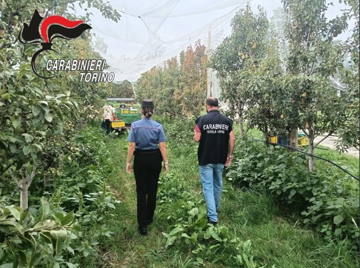 Pinerolese, controlli nelle aziende agricole Pinerolese, controlli nelle aziende agricole