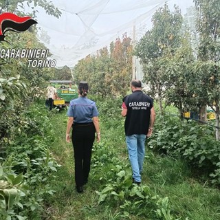 Pinerolese, controlli nelle aziende agricole