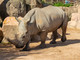 Zoom accoglie un nuovo rinoceronte bianco a Cumiana [VIDEO]
