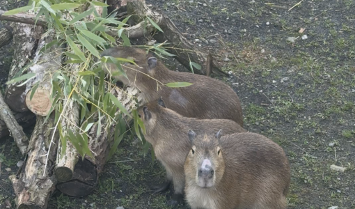 Le tre sorelle capibara