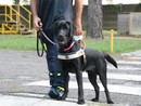 La ‘Febbre del venerdì sera’ porterà nel Pinerolese un nuovo cane guida