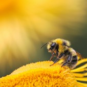 Foto di Dmitry Grigoriev - tramite Unsplash