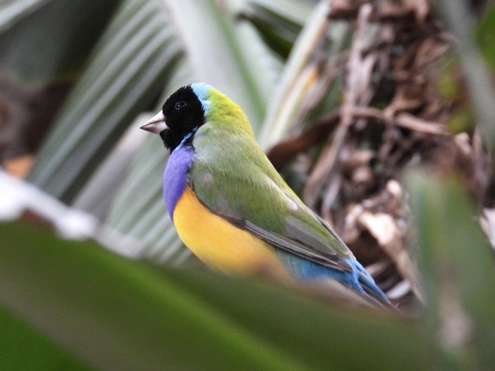 (Foto di Elena Livia Pennacchioni)