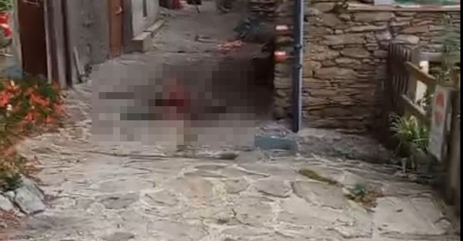 Giovane cervo sbranato in centro a Pequerel, la scia di sangue lungo la strada