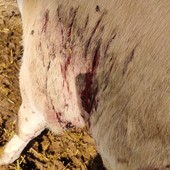 Lupi attaccano una mandria di mucche a Frossasco Lupi attaccano una mandria di mucche a Frossasco