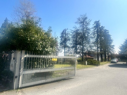Il gruppo di conifere di cui tre verranno abbattute, tra le polemiche della minoranza